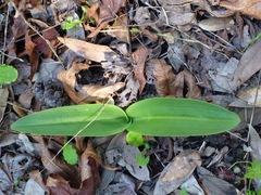 Piperia
