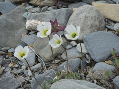 Papaver gorodkovii