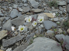 Papaver gorodkovii