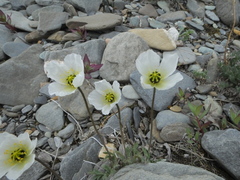 Papaver gorodkovii