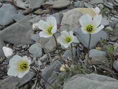 Papaver gorodkovii