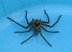 Heteropoda venatoria