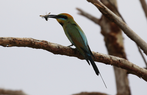 Rainbow Bee-eater