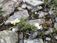 Papaver gorodkovii