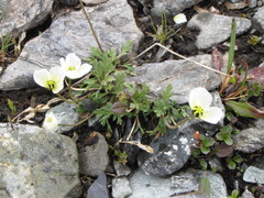 Papaver gorodkovii