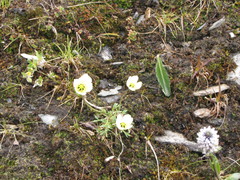 Papaver gorodkovii
