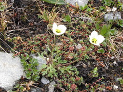 Papaver gorodkovii
