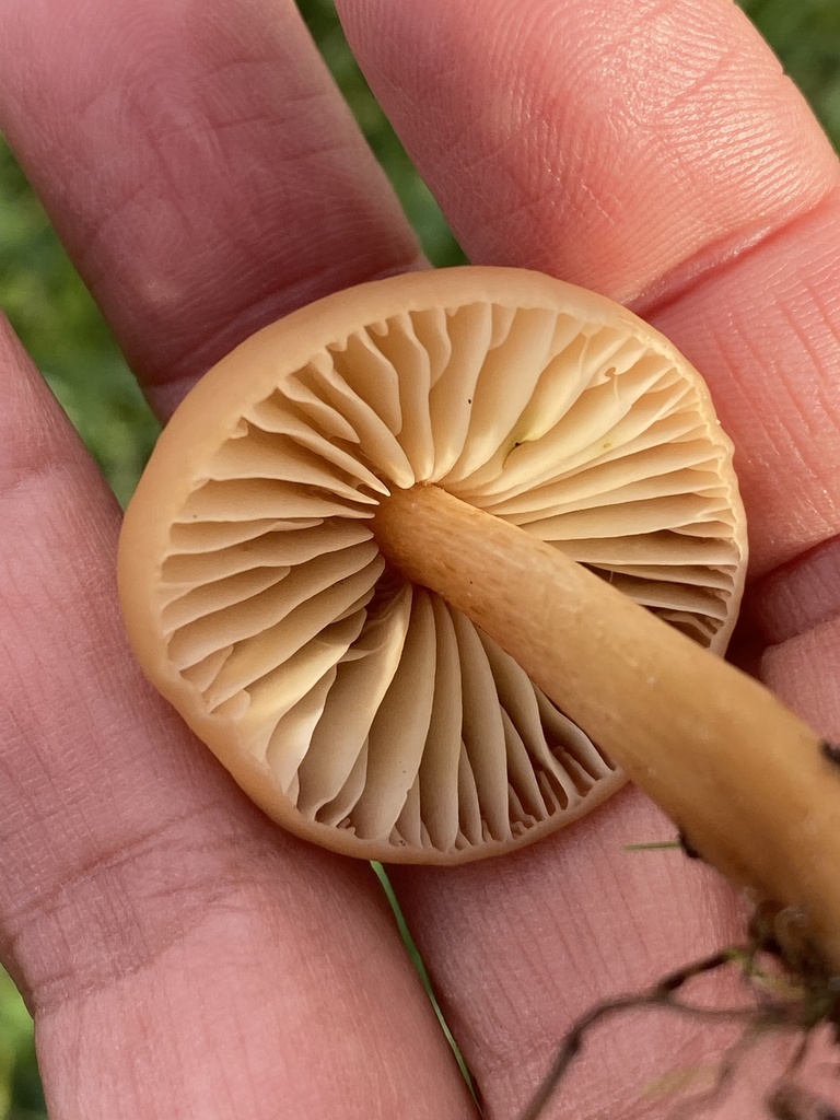 Marasmius oreades · November 2025 · photo: © katharinegk (iNaturalist, cc-by)