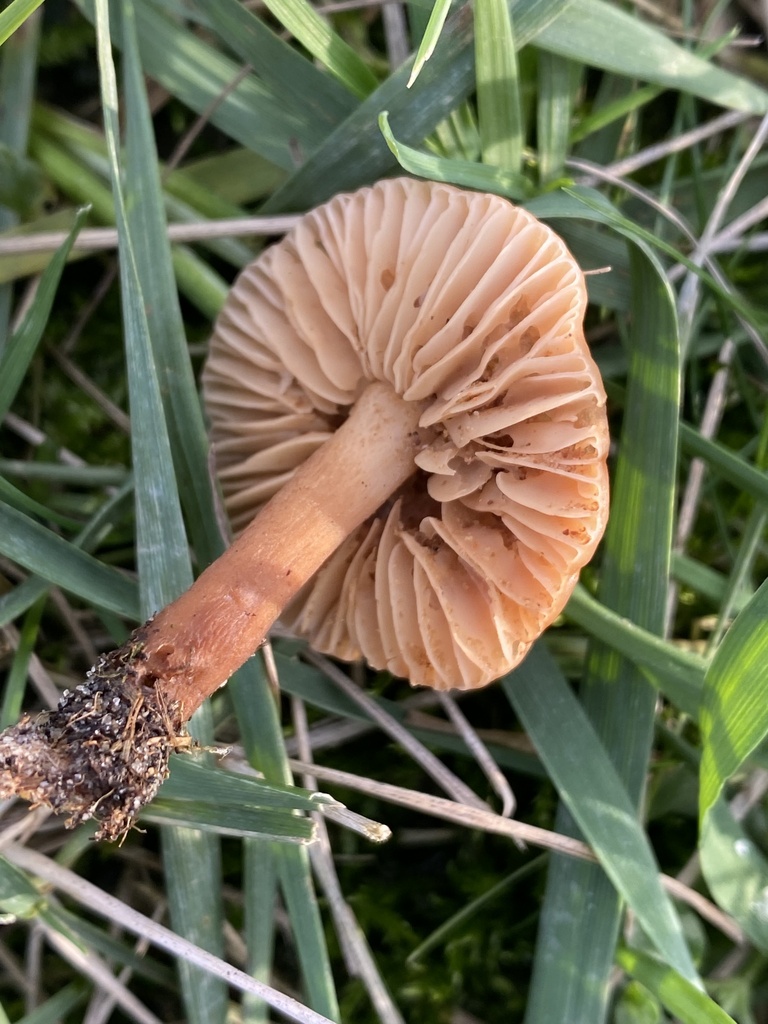 Marasmius oreades · November 2025 · photo: © katharinegk (iNaturalist, cc-by)
