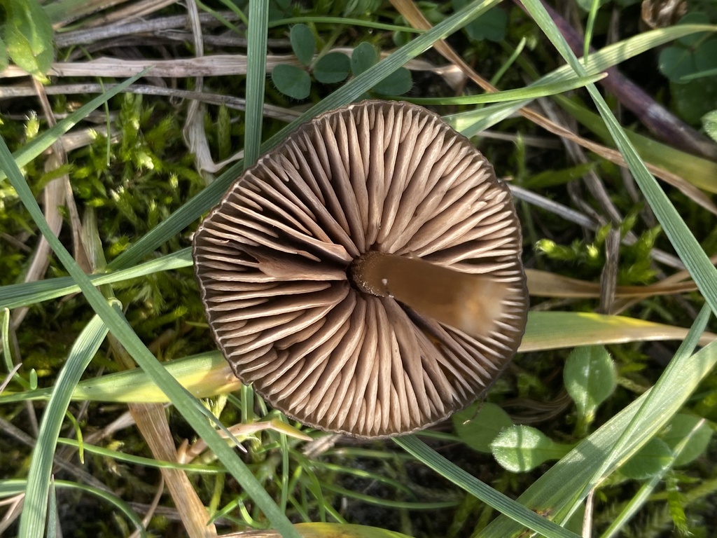 Entoloma sericeum · November 2025 · photo: © katharinegk (iNaturalist, cc-by)