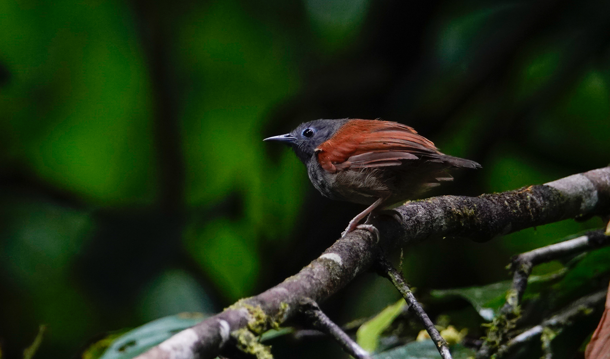 Grey-hooded Babbler illustration