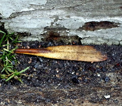 Fraxinus pennsylvanica