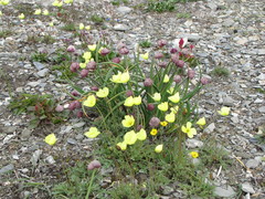 Papaver lapponicum orientale