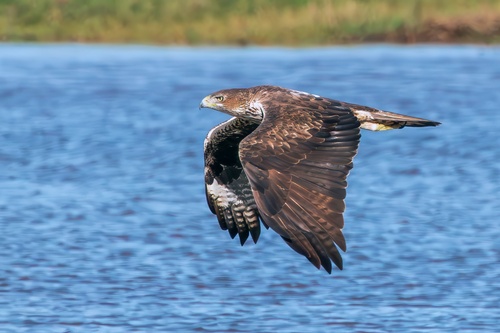 Bonelli's Eagle, photo 2 of 8