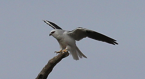 Black-shouldered Kite