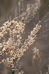 Hippophae rhamnoides