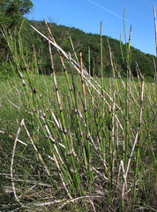 Equisetum × moorei