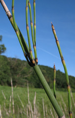 Equisetum × moorei
