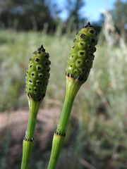 Equisetum × moorei