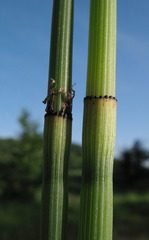 Equisetum × moorei