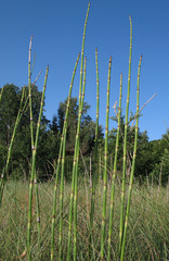 Equisetum × moorei
