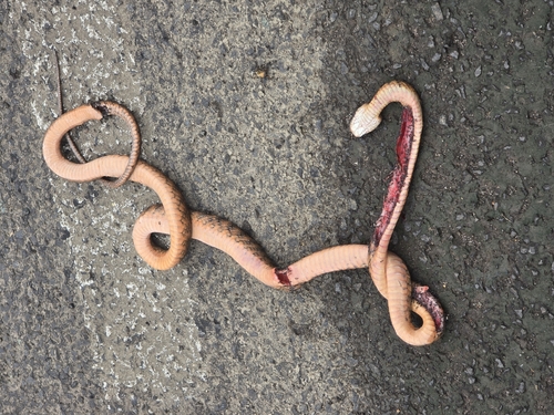 Brown Tree Snake sighting