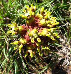 Asclepias macropus