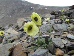 Papaver multiradiatum