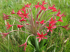 Brunsvigia undulata
