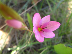 Hesperantha baurii