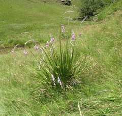 Dierama latifolium