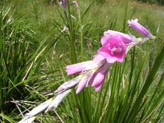 Dierama latifolium
