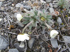Papaver multiradiatum