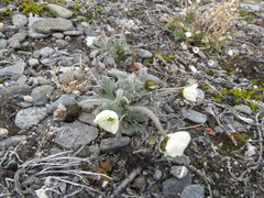 Papaver multiradiatum