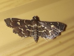 Eurrhyparodes splendens