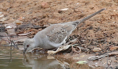 Diamond Dove