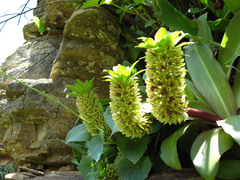Eucomis humilis