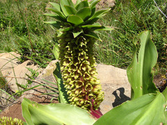 Eucomis humilis