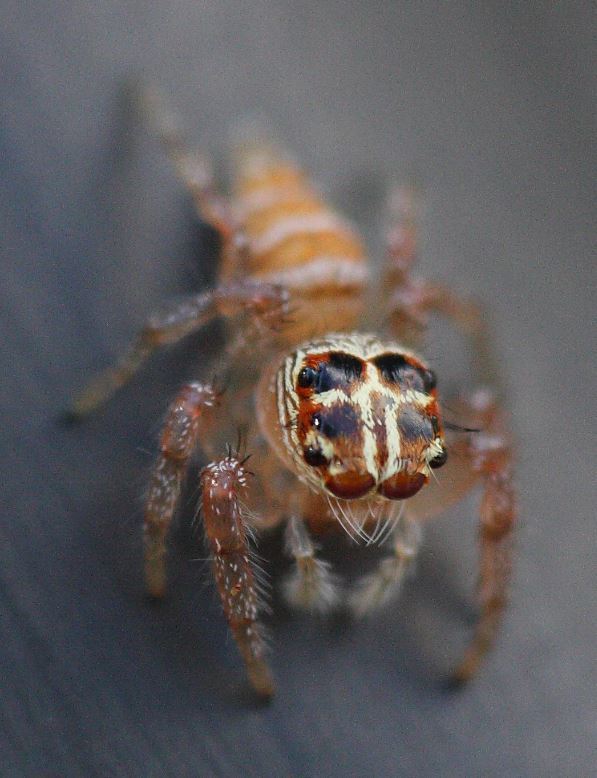 Thyene tamatavi
