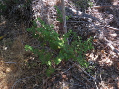 Pelargonium vitifolium