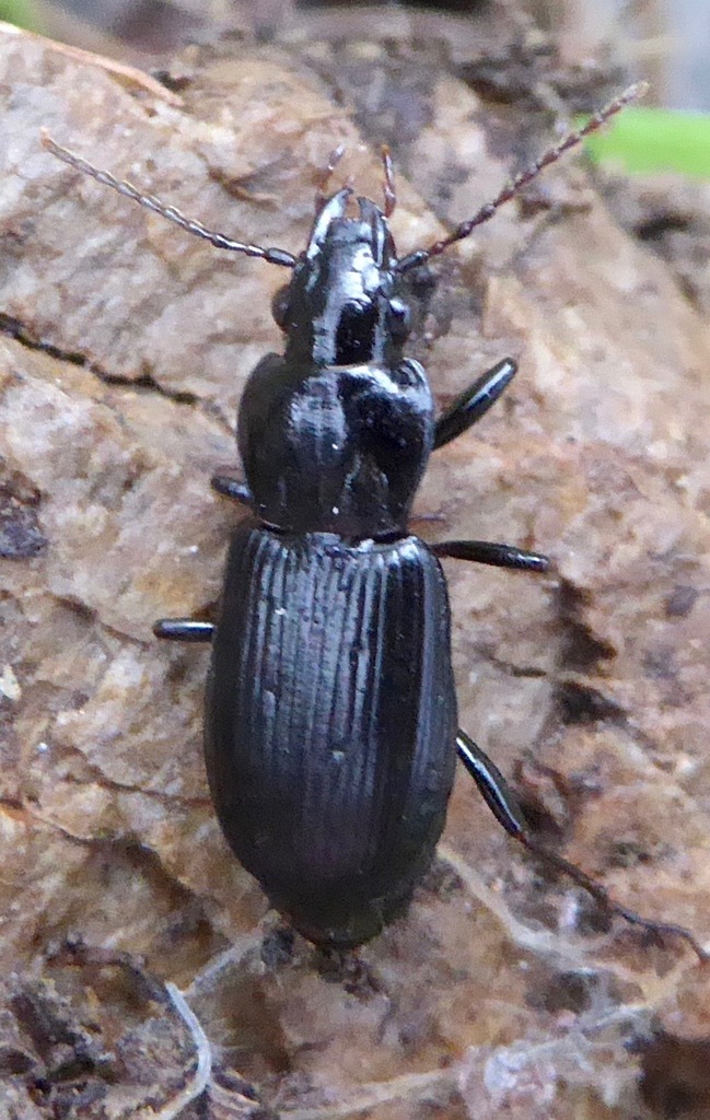 Pterostichus lustrans