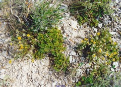 Helianthemum hirtum