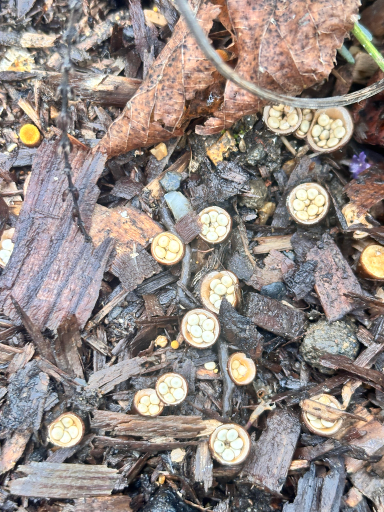 Crucibulum laeve · November 2025 · photo: © kh-c (iNaturalist, cc0)