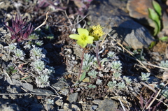 Papaver paucistaminum