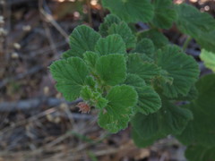Pelargonium vitifolium