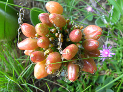 Haemanthus humilis