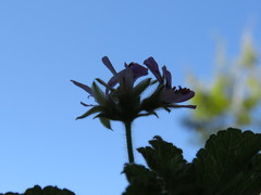 Pelargonium vitifolium