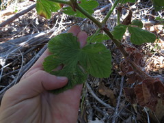 Pelargonium vitifolium