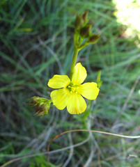 Hypericum lalandii