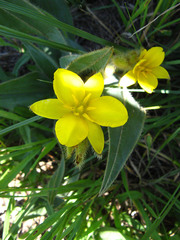 Hypoxis rigidula